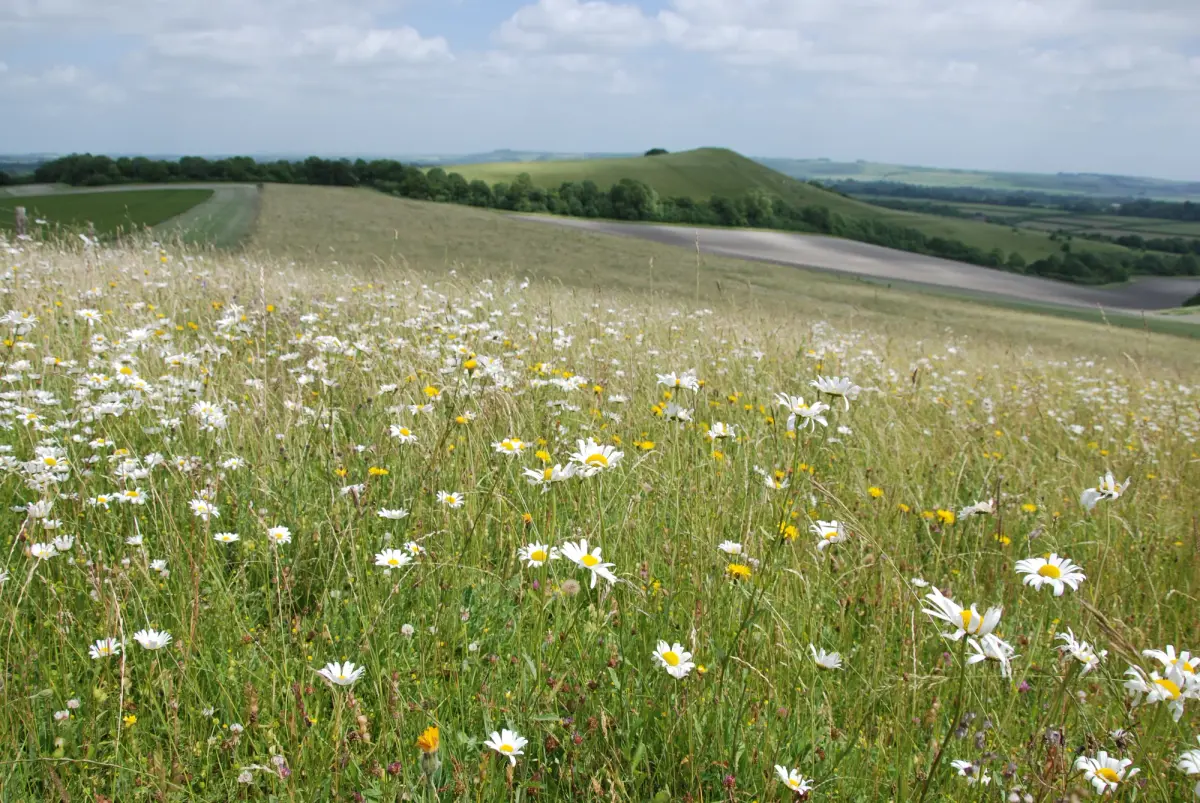 Ridgeway Campsite, farm in Wiltshire