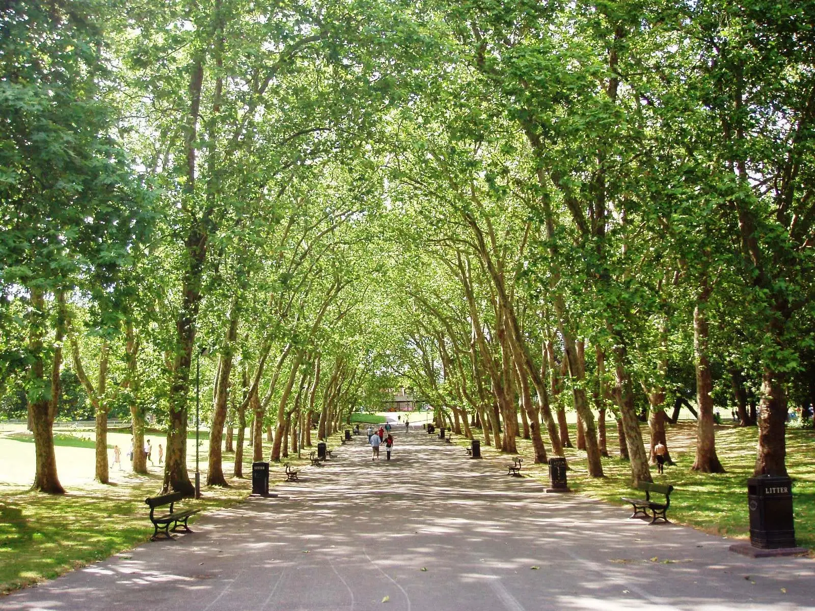 A long avenue of plane trees in Crystal Palace Park