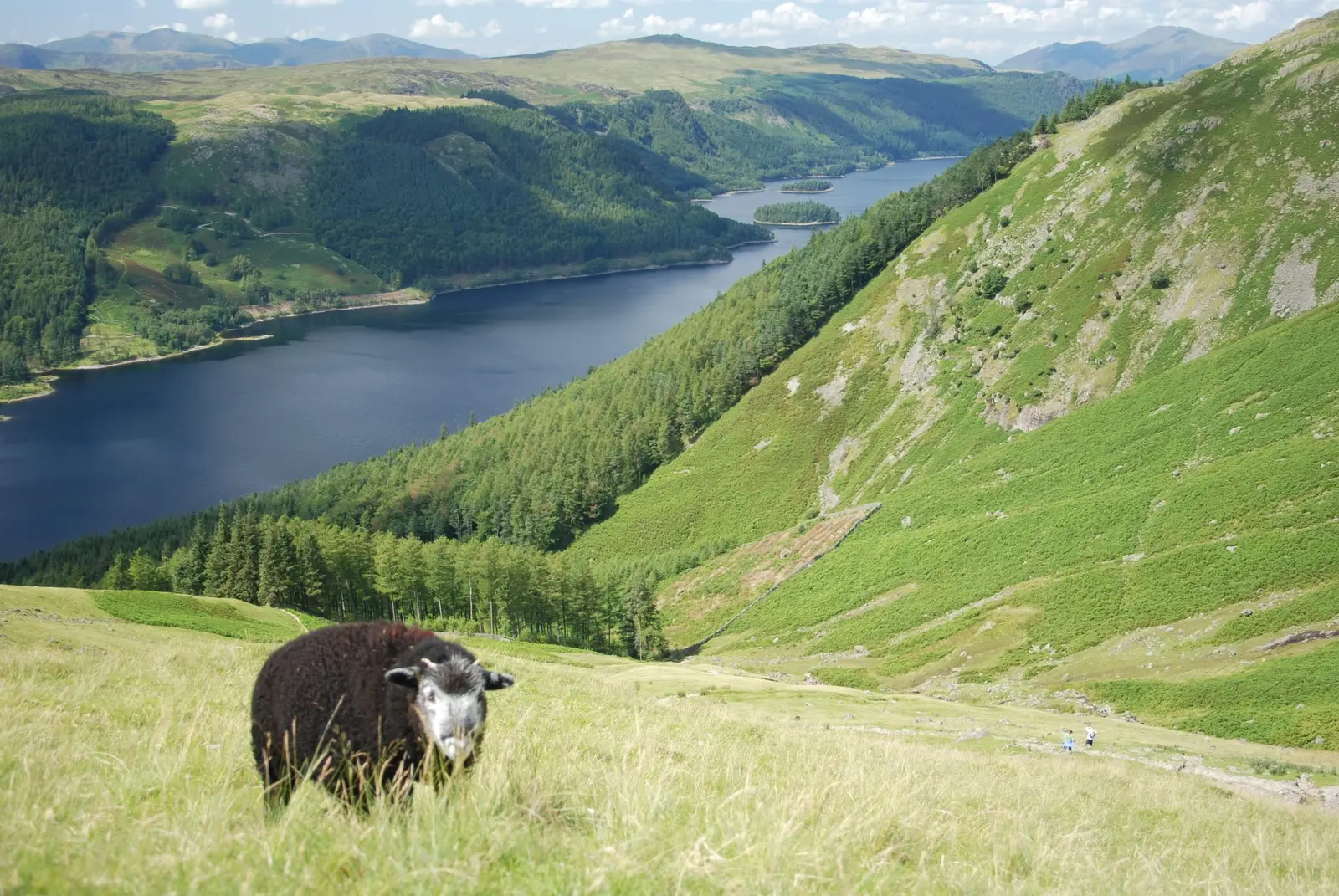 Herdwick sheep grazing above Thirlmere in the Lake District