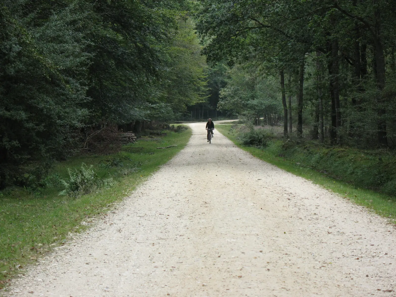 A gravel track through the woods of the New Forest
