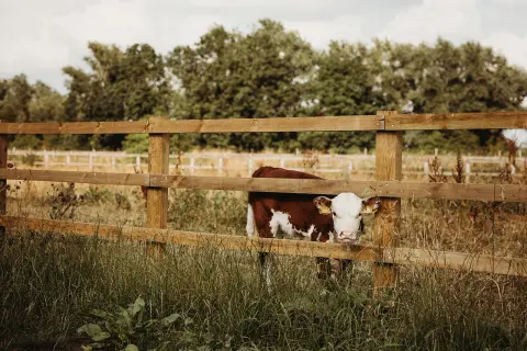 Willow Grange Farm (Fenland Retreats), farm in East of England