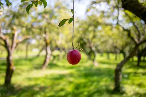Dragon Orchard, farm in Herefordshire