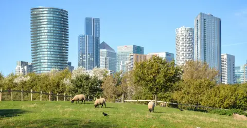 Mudchute Park and Farm, farm in Tower Hamlets